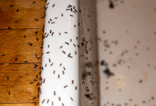 Best Pest Control for Homes  in Union City, TN